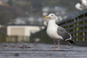 Seagull Standing on a Wet Dock with Urban Background
