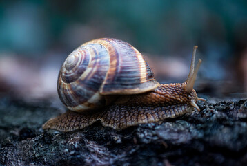 Garden snail crawling slowly mollusk wildlife nature macro photography shelled gastropod antenna eyes.