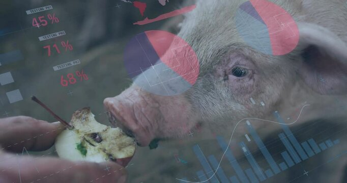 hand feeding apple slice to pig head in agriculture with floating pie charts world map