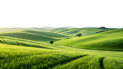 Fototapeta premium green grassland landscape isolated on white or transparent png.