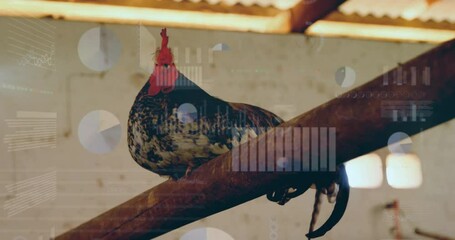 Speckled rooster being animated perched on wooden beam inside rustic barn, with pie chart overlays - Powered by Adobe