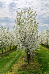 kwitnąca wiśnia wczesną wiosną © robert6666