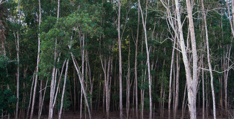Eucalyptus trees in the rainforest of the Pantanal, Brazil