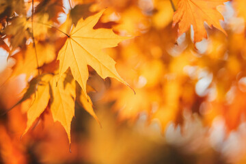 Red and yellow maple leaves on a sunny autumn day.