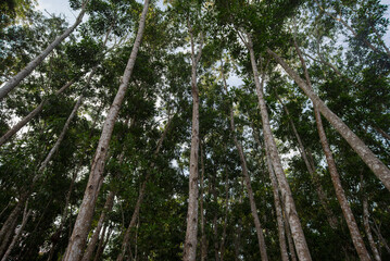 Fototapeta premium Tall trees in the rainforest of Chiang Mai, Thailand