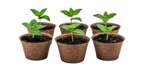 Six vibrant green mint seedlings sprout from brown biodegradable pots against a black background. The image showcases the early stages of plant growth, emphasizing freshness and new life.