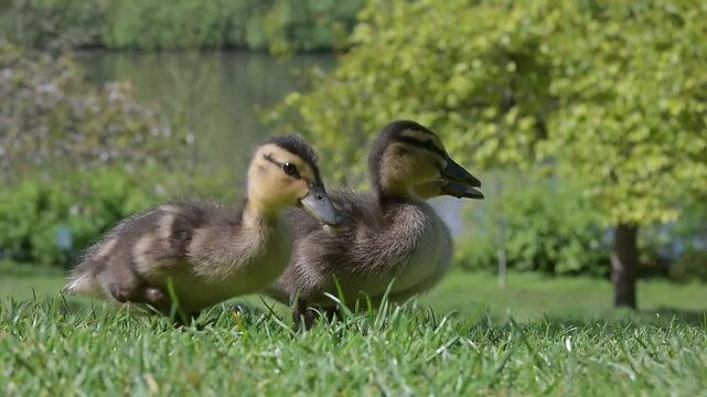 Three young Mallard (Anas platyrhynchos) ducklings eating food left on a lawn, joined by an adult Jackdaw. April, Kent, UK [Slow motion x5]
