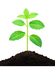 Vibrant green mint plant seedling emerging from dark brown soil against a black background. The plant is small, with several bright green leaves, showcasing new growth and life.