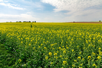 kwitnące pole rzepaku wczesną wiosną © robert6666