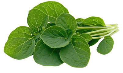 Fresh green leaves with visible texture and veins, tightly clustered together against a transparent background. The leaves are bright and vibrant, suggesting freshness and health.