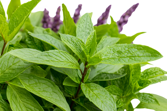 Close up view of vibrant green mint leaves with water droplets, set against a blurred background of purple flowers. The image is sharply focused on the mint, highlighting its texture and freshness.