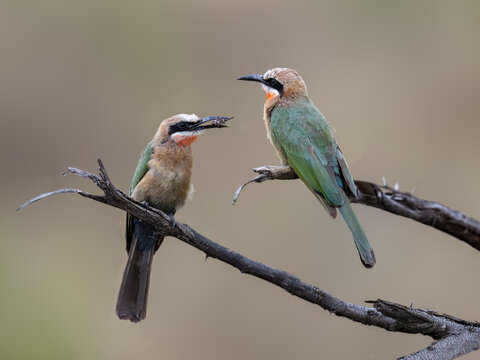 Two White-fronted Bee-eaters on tree branches and one of them holding its prey in its beak