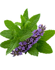 Vibrant Green Mint Leaves and Purple Flowers on Transparent