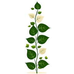 Vertical Green Bougainvillea Vine with Off White Flowers Illustration