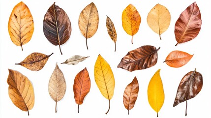 Obraz premium Exotic Brown Tropical Dry Leaves Collection for Creative Designs