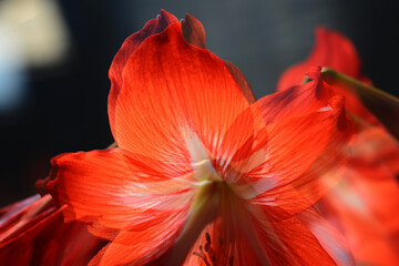Red Amaryllis in bloom, lilium in bloom.