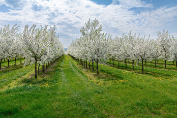 kwitnący sad wiśniowy wiosną © robert6666