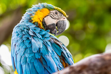 Detail of blue and yellow macaw, parrot at a bird sanctuary in Cartagena, Colombia