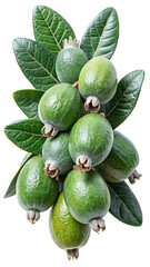 A cluster of fresh green feijoa fruits on the branch with lush green leaves isolated on Trensprent  Background png