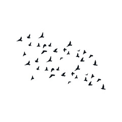 silhouette birds vector and png