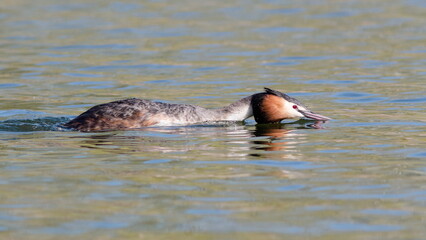 Fototapeta premium mating games of great grebes in spring