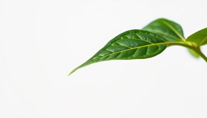 Obraz premium Close-up of a Donakarmen leaf stem against a pure white backdrop, vegetation, stock photo