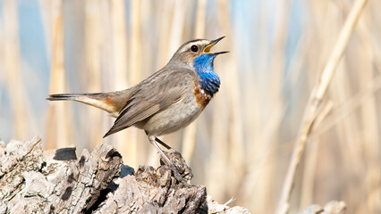 blue tit on the branch