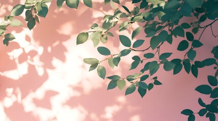 Sunlit green branches shadow play pastel pink background nature inspired fresh foliage aesthetic concept picture