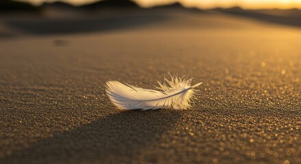 feather on sand