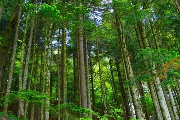 Big trees in forest high in the sky spring background