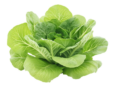 Delicious rustic yautia vegetables for earthy food visuals  