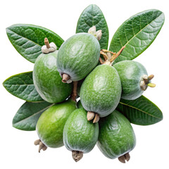 A Closeup of a Bunch of Fresh Green Feijoa Fruits with Their Leaves