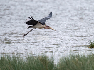 Marabou stork in mid-flight, flying low over the water with its wings spread wide