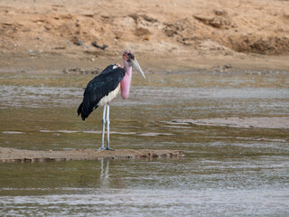 Marabou Stork stands in shallow water with its massive bill and bare pink