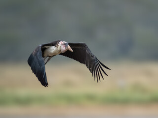Marabou stork flying with wings spread wide, against a blurred background of grassland