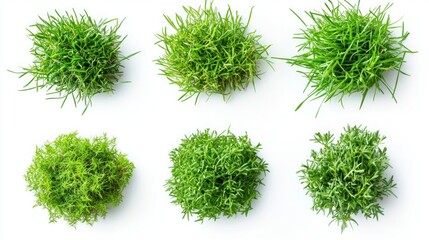 Top view Collection of green grass isolate on white background
