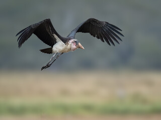 Marabou stork flying with wings spread wide, against a blurred background of grassland