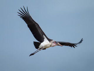 Marabou stork flying against a soft blue sky, showcasing its impressive wingspan