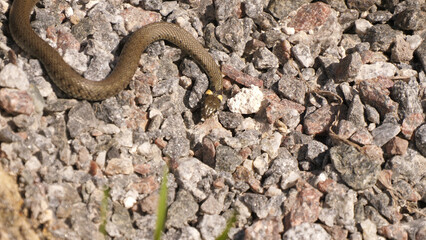 Grass Snake (Natrix Natrix) 