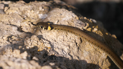 Grass Snake (Natrix Natrix) 