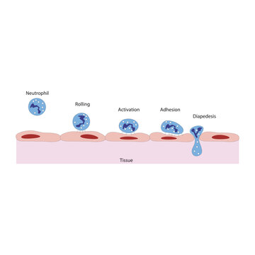 Neutrophil diapedesis in response to inflammatory signal - rolling, adhesion and activation - schematic illustration of biological process.