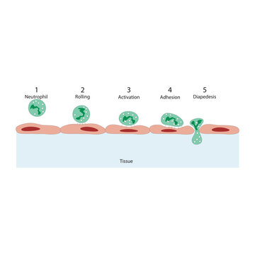 Neutrophil diapedesis in response to inflammatory signal - rolling, adhesion and activation - schematic illustration of biological process.