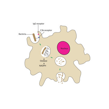 Phagocytosis process schematic diagram. Immune response via IgG, C3b receptors simple illustration.