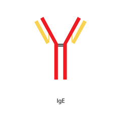 IgE immunoglobulin antibody structure schematic illustration. Simple immunology diagram.