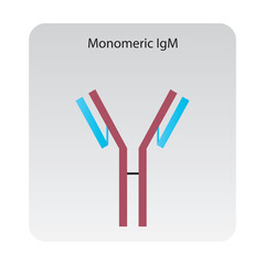 Monomeric IgM immunoglobulin antibody structure schematic illustration. Simple immunology diagram.