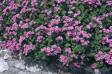 leaves and flowers of pink sorrel or pink wood sorrel