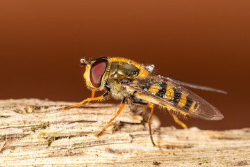 Syrphe Syrphus vitripennis posé sur un morceau de bois en milieu naturel
