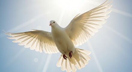 Obraz premium White dove in flight, soaring through radiant sunlight, captured in close-up, symbolizing freedom and harmony.