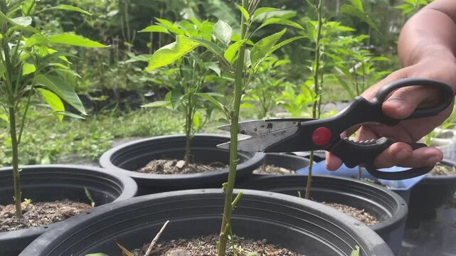 plant agriculture garden gardener scissors nature leaf green gardening cut. care hand pruning growth work tool leaves branch tree farming. greenhouse background equipment summer natural organic.