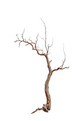 Fototapeta premium Dried tree, on Png Format and Transparent Background